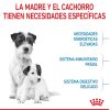 Perros Royal Canin | Royal Canin Mini Starter Pienso Para Cachorros Y Madres Lactantes De Razas Tama O Peque A