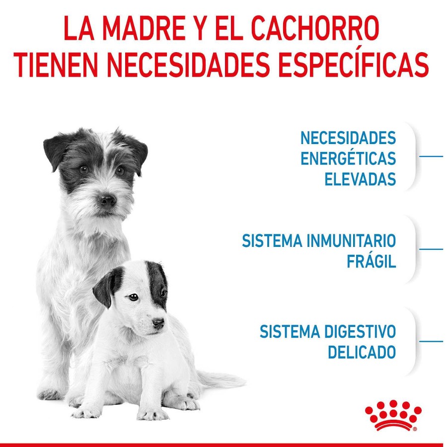 Perros Royal Canin | Royal Canin Mini Starter Pienso Para Cachorros Y Madres Lactantes De Razas Tama O Peque A