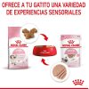 Gatos Royal Canin | Royal Canin Kitten Comida H Meda En Pat Para Gatitos