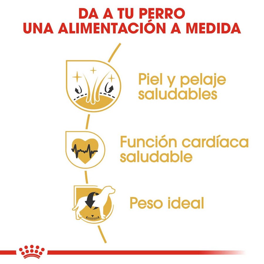 Perros Royal Canin | Royal Canin Golden Retriever Adult Pienso Para Perro Adulto De Raza