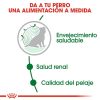 Perros Royal Canin | Royal Canin Mini Ageing 12+ Pienso Para Perro En Edad Avanzada De Razas Tama O Peque A