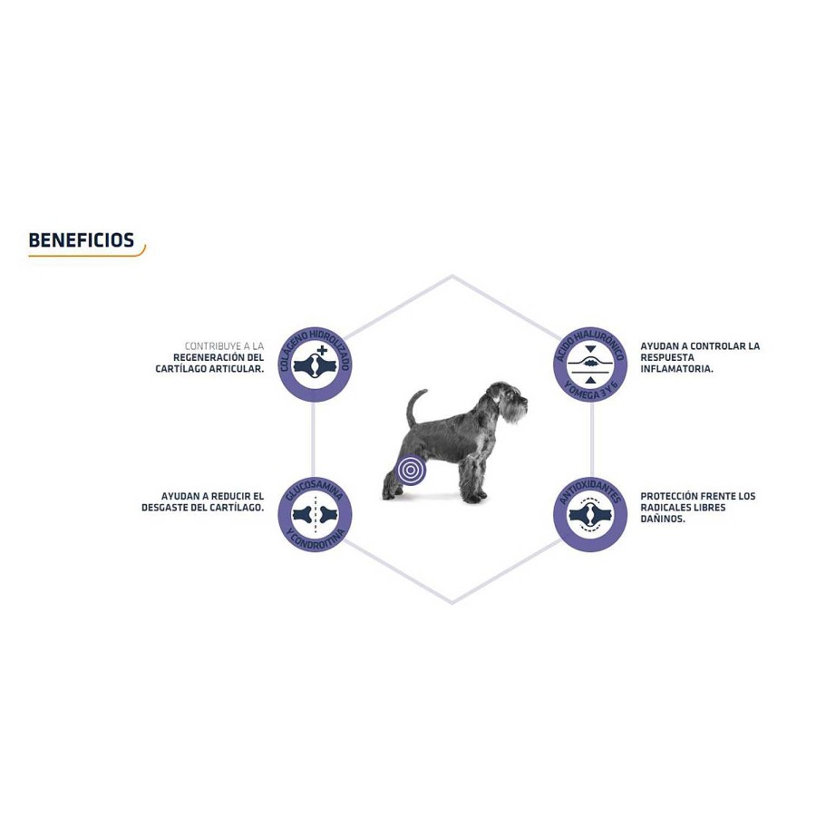 Perros Advance | Advance Articular