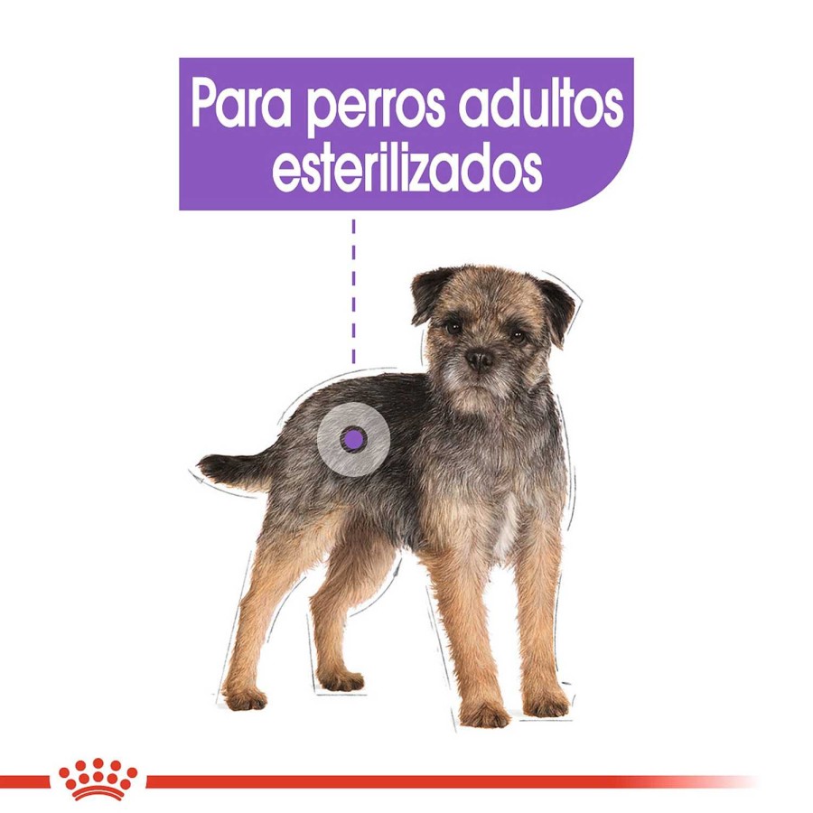 Perros Royal Canin | Royal Canin Mini Sterilised Pienso Para Perro Adulto Esterilizado De Tama O Peque O