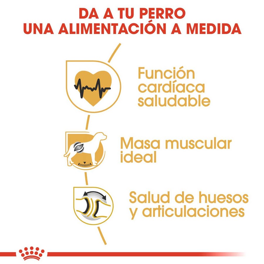 Perros Royal Canin | Royal Canin Rottweiler Adult Pienso Para Perro Adulto De Raza