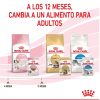 Gatos Royal Canin | Royal Canin Kitten Comida H Meda En Salsa Para Gatitos