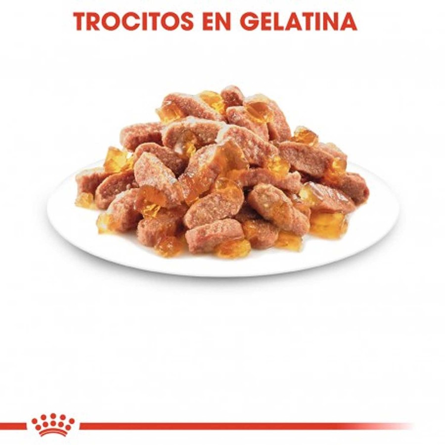 Gatos Royal Canin | Royal Canin Kitten Sterilised Comida H Meda En Gelatina Para Gatitos Esterilizados