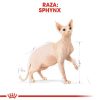 Gatos Royal Canin | Royal Canin Sphynx Pienso Para Gato Adulto Esfinge