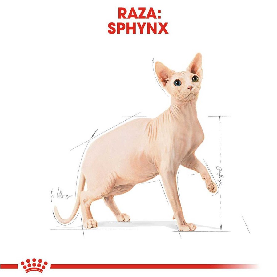 Gatos Royal Canin | Royal Canin Sphynx Pienso Para Gato Adulto Esfinge