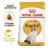 Gatos Royal Canin | Royal Canin Ragdoll Pienso Para Gato Adulto