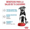 Perros Royal Canin | Royal Canin Maxi Puppy Comida H Meda Para Cachorro De Razas Tama O Grande