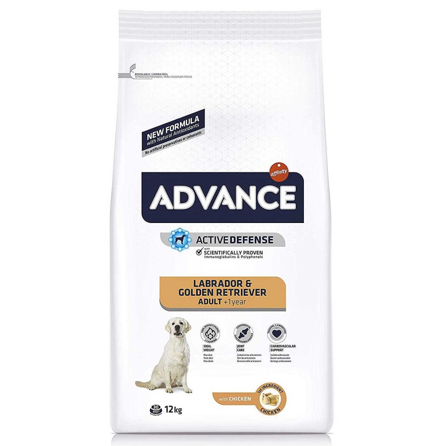 Perros Advance | Advance Labrador