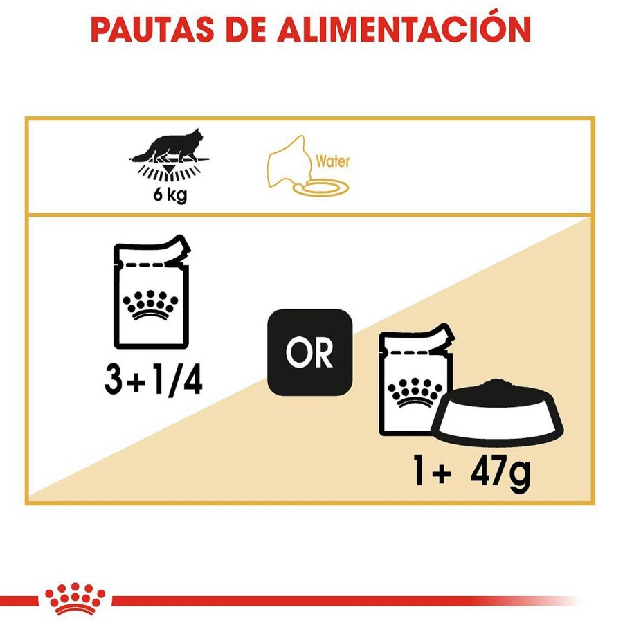 Gatos Royal Canin | Royal Canin Maine Coon Comida H Meda Para Gato Adulto De Raza