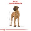 Perros Royal Canin | Royal Canin Great Dane Adult Pienso Para Perro Adulto Gran Dan S