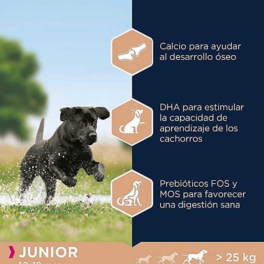 Perros Eukanuba | Eukanuba Junior, Rico En Pollo Fresco. Exclusivo Alimento Seco Para Cachorros De Razas Grande Y Gigantes