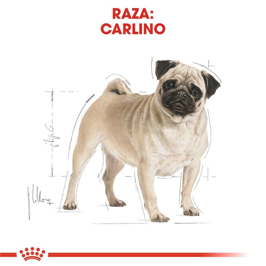 Perros Royal Canin | Royal Canin Pug Adult Pienso Para Perro Adulto Carlino