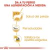 Perros Royal Canin | Royal Canin West Highland Terrier Adult Pienso Para Perro Adulto Westie