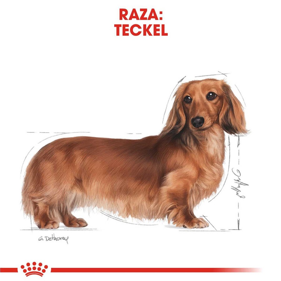 Perros Royal Canin | Royal Canin Dachsund Adult Pienso Para Perro Adulto Teckel