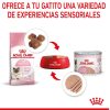 Gatos Royal Canin | Royal Canin Mother & Babycat Comida H Meda Para Gatitos Y Gatas Lactantes