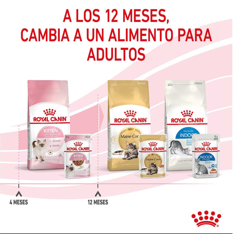 Gatos Royal Canin | Royal Canin Kitten Comida H Meda En Pat Para Gatitos