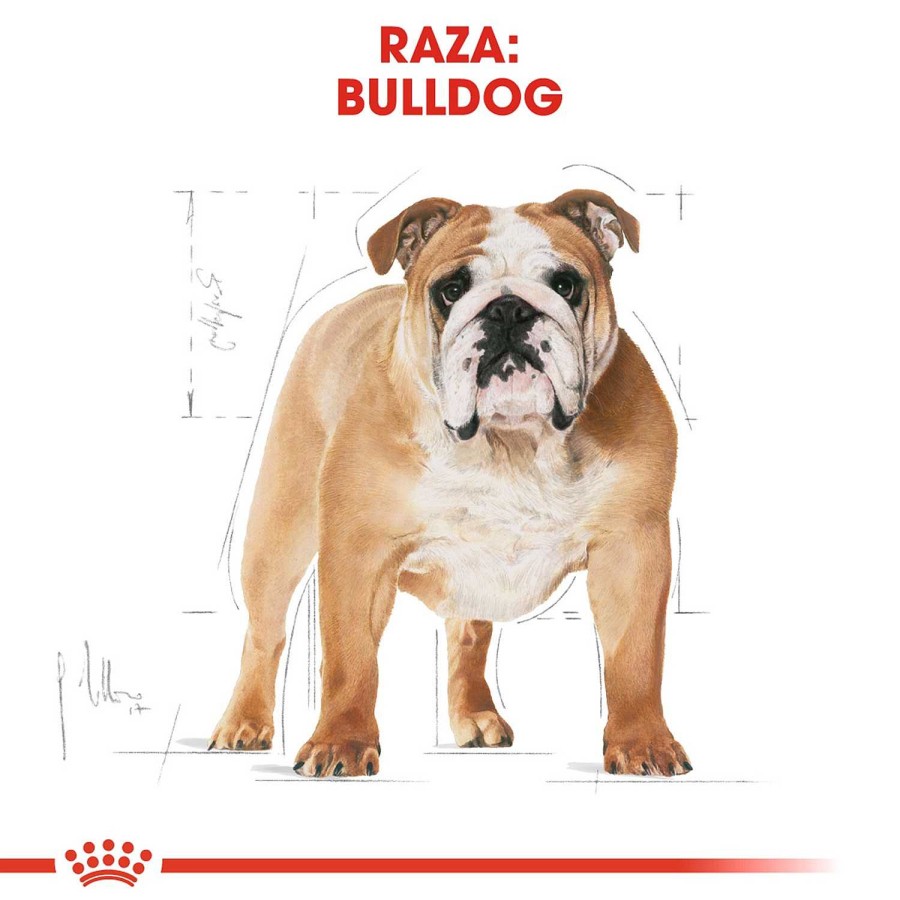 Perros Royal Canin | Royal Canin Bulldog Adult Pienso Para Perro Adulto De Raza