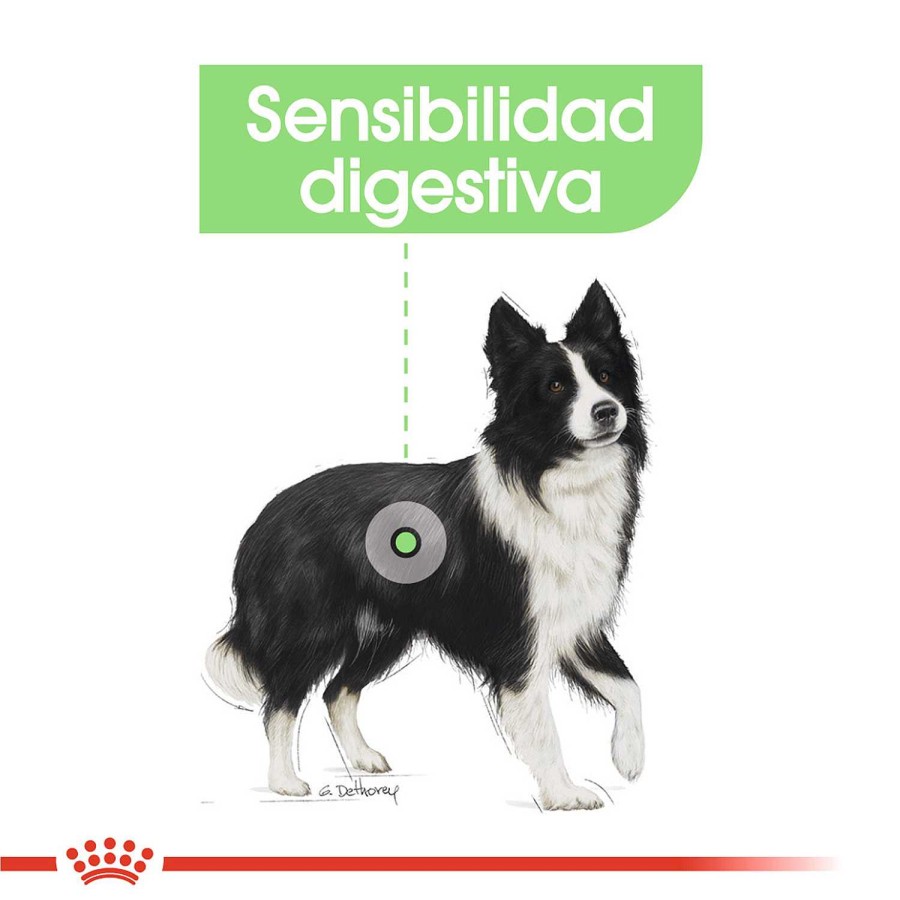 Perros Royal Canin | Royal Canin Medium Digestive Pienso Para Perro Adulto Mediano Con Sensibilidad Digestiva