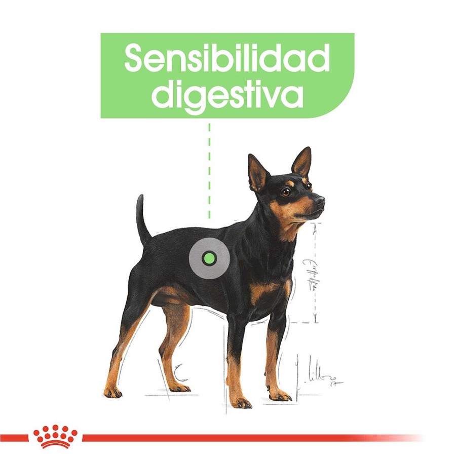 Perros Royal Canin | Royal Canin Mini Digestive Pienso Para Perro Adulto Peque O Con Sensibilidad Digestiva