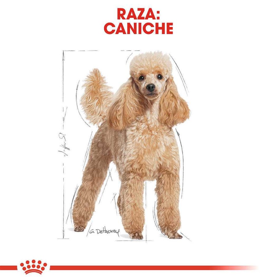 Perros Royal Canin | Royal Canin Poodle Adult Dog Alimento H Medo