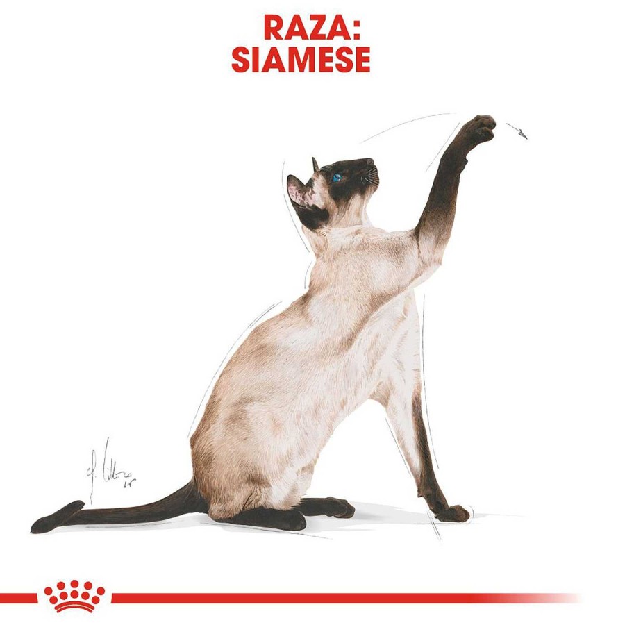 Gatos Royal Canin | Royal Canin Siamese Pienso Para Gato Adulto Siam S