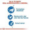 Gatos Royal Canin | Royal Canin Indoor 7+ Pienso Para Gato S Nior De Interior