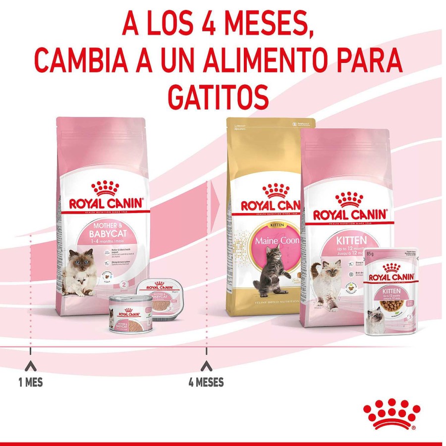 Gatos Royal Canin | Royal Canin Mother & Babycat Pienso Para Gatitos Y Gatas Lactantes