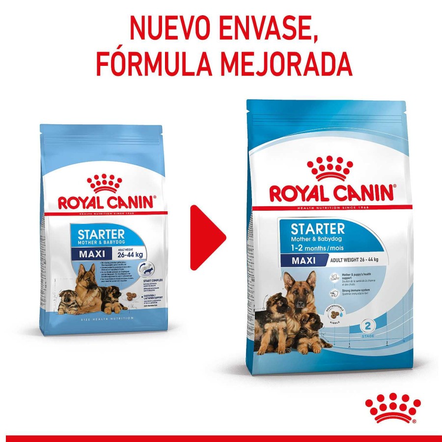 Perros Royal Canin | Royal Canin Maxi Starter Pienso Para Cachorros Y Madres Lactantes De Razas Tama O Grande