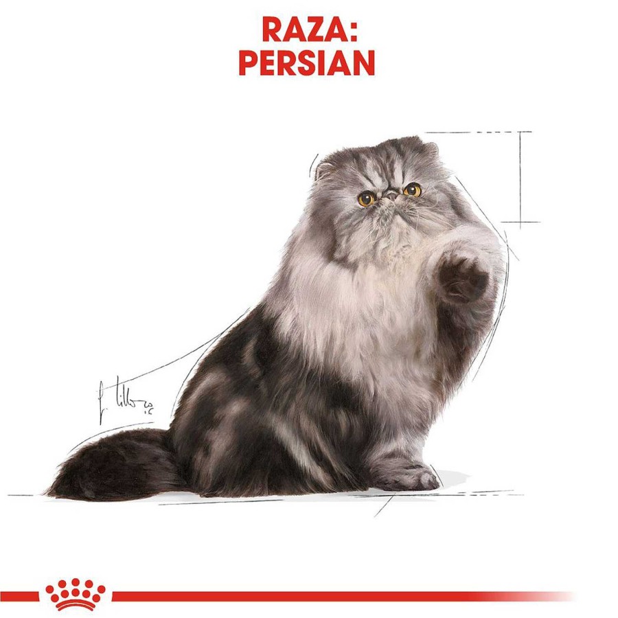 Gatos Royal Canin | Royal Canin Persian Comida H Meda Para Gato Adulto Persa