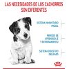 Perros Royal Canin | Royal Canin Mini Puppy Pienso Para Cachorros Razas Mini