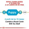 Perros Royal Canin | Royal Canin Shih Tzu Puppy Pienso Para Cachorro De Raza