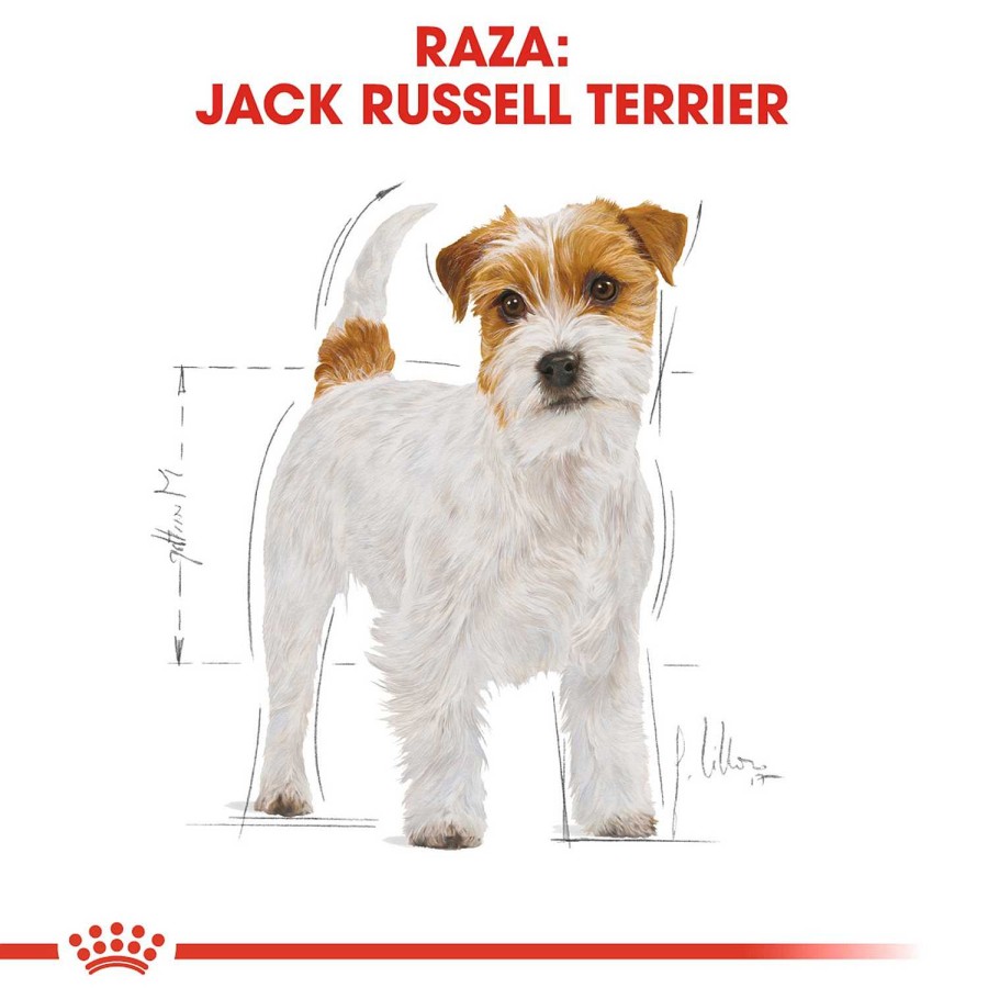 Perros Royal Canin | Royal Canin Jack Russell Terrier Adult Pienso Para Perro Adulto De Raza