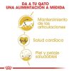 Gatos Royal Canin | Royal Canin Maine Coon Pienso Para Gato Adulto De Raza