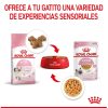 Gatos Royal Canin | Royal Canin Kitten Comida H Meda En Gelatina Para Gatitos