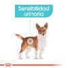 Perros Royal Canin | Royal Canin Mini Urinary Care Pienso Para Perro Adulto Peque O Con Sensibilidad Urinaria