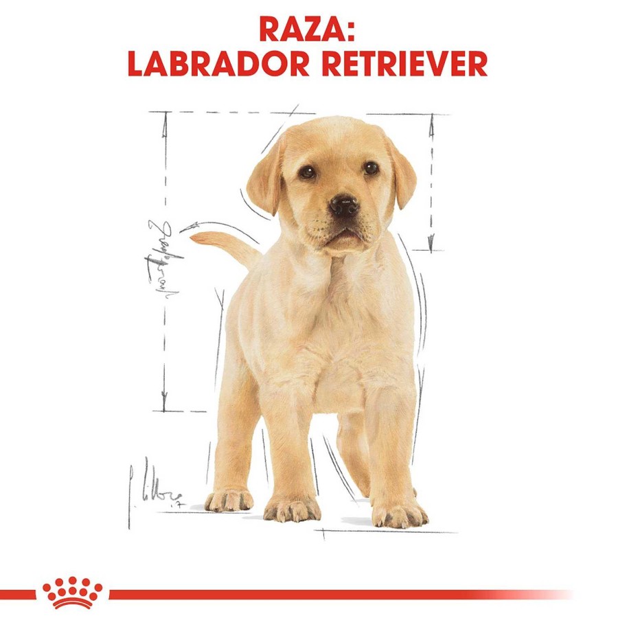 Perros Royal Canin | Royal Canin Labrador Retriever Puppy Pienso Para Cachorro De Raza