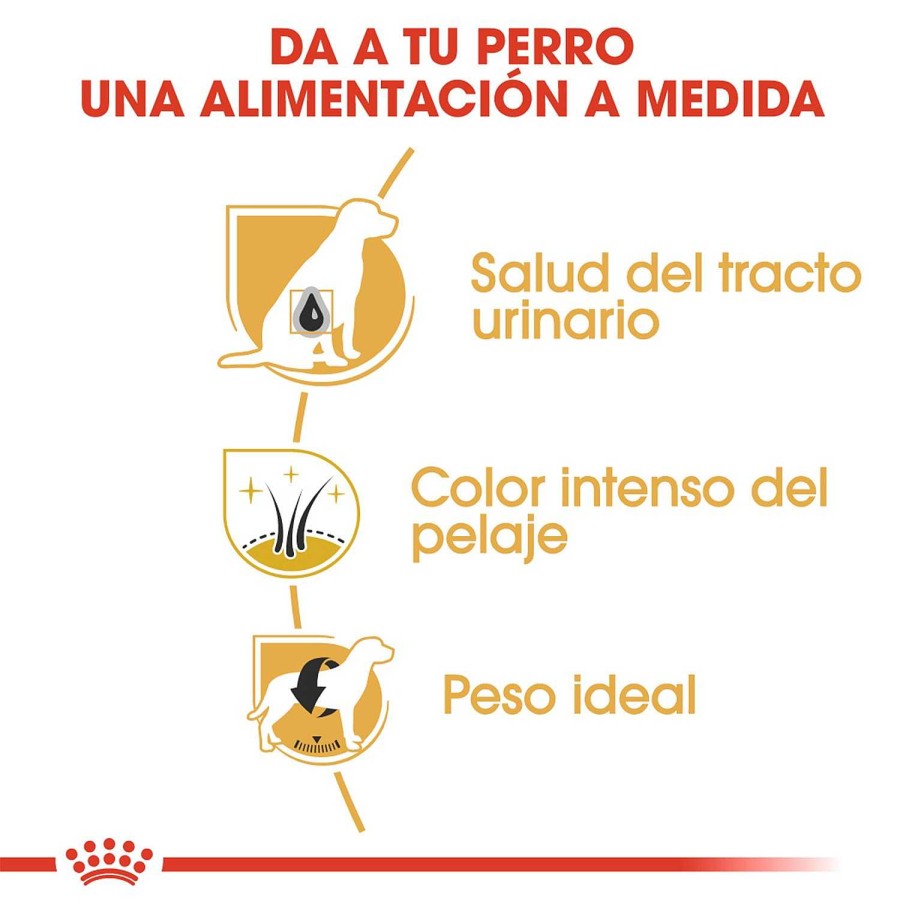 Perros Royal Canin | Royal Canin Miniature Schnauzer Adult Pienso Para Perro Adulto De Raza