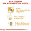 Perros Royal Canin | Royal Canin Pastor Alem N Pienso Para Perro Adulto