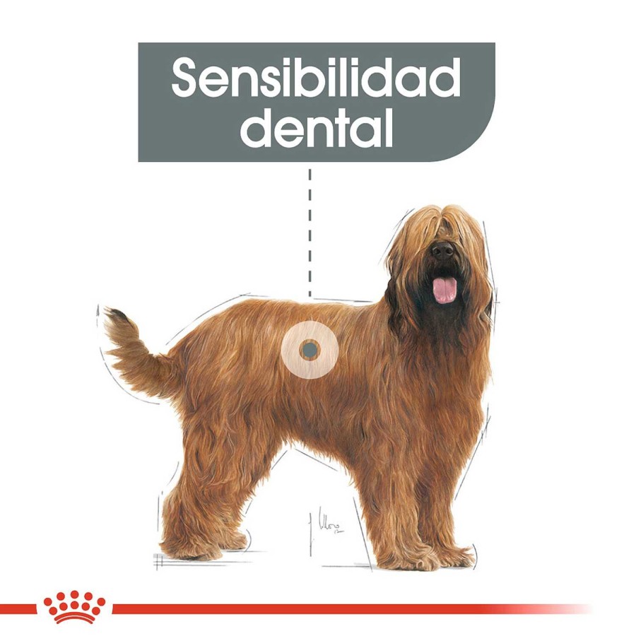 Perros Royal Canin | Royal Canin Maxi Dental Care Pienso Para Perro Adulto Grande Con Sensibilidad Dental