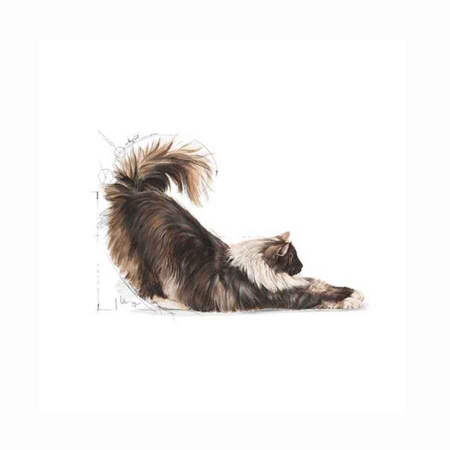 Gatos Royal Canin | Royal Canin Indoor Long Hair 35 Pienso Para Gato Adulto De Interior Pelo Largo