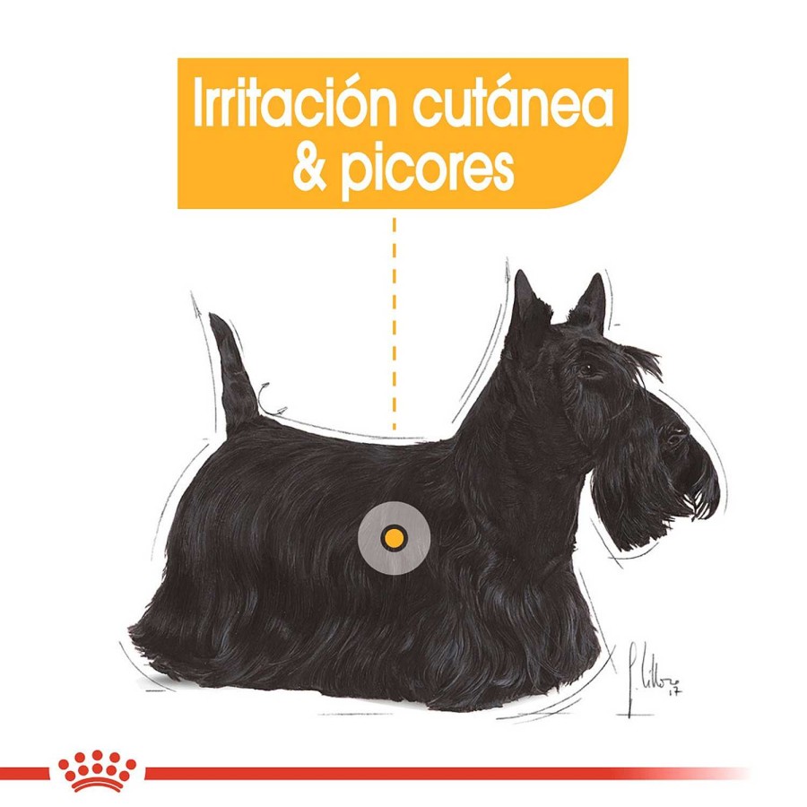 Perros Royal Canin | Royal Canin Dermacomfort Comida H Meda Para Perro Adulto Con Piel Sensible