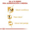 Perros Royal Canin | Royal Canin Cavalier King Charles Adult Pienso Para Perro Adulto Spaniel